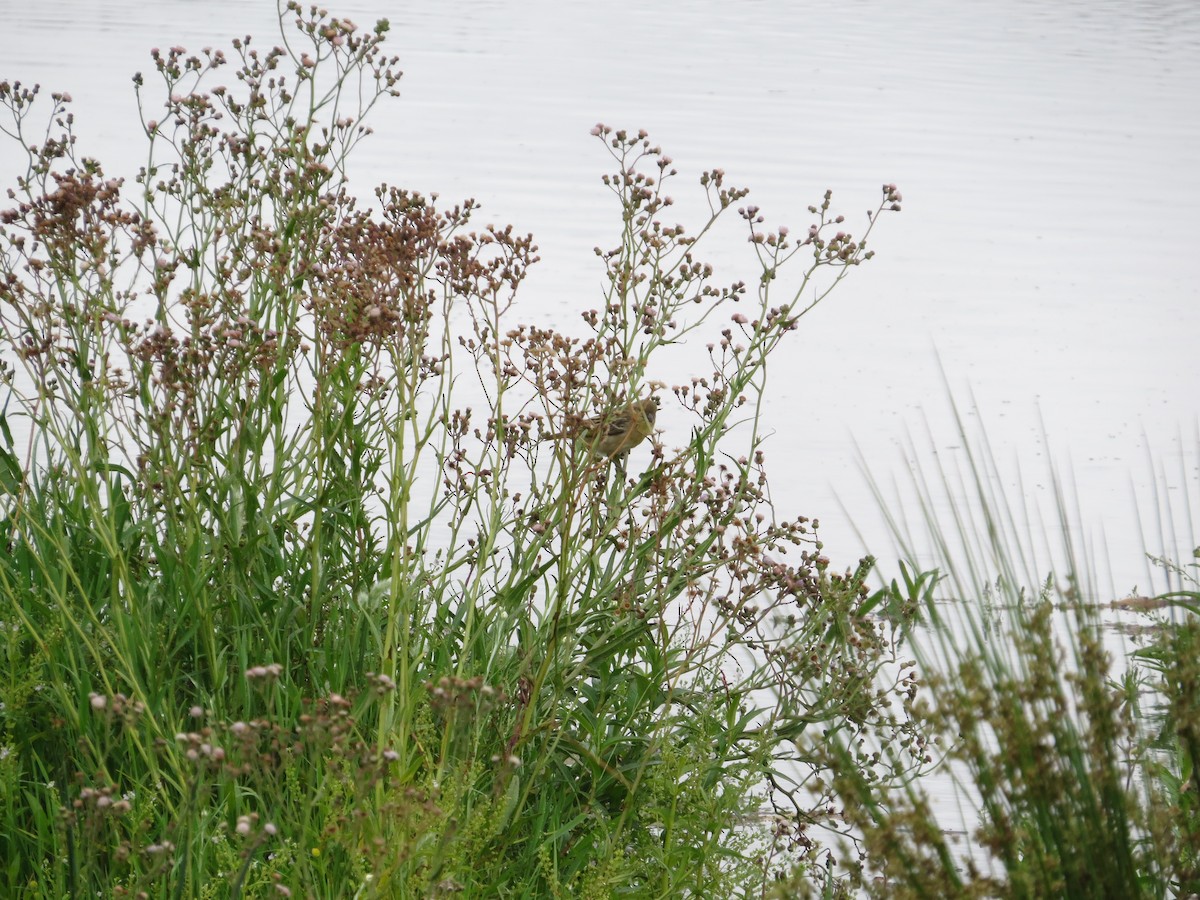 Southern Red Bishop - sheryl mcnair