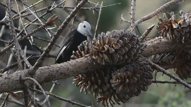 Ak Başlı Ağaçkakan - ML516133661