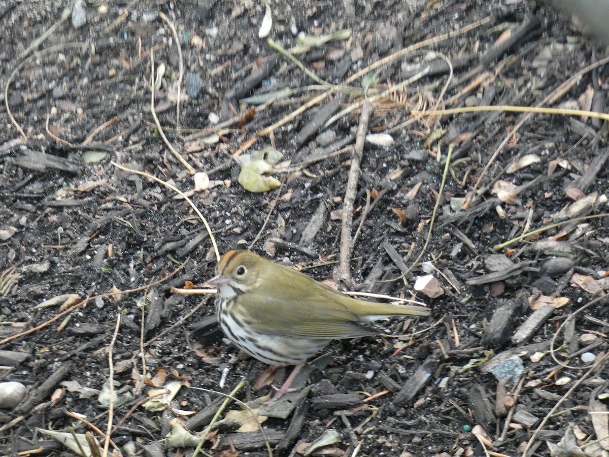 Ovenbird - ML516133741