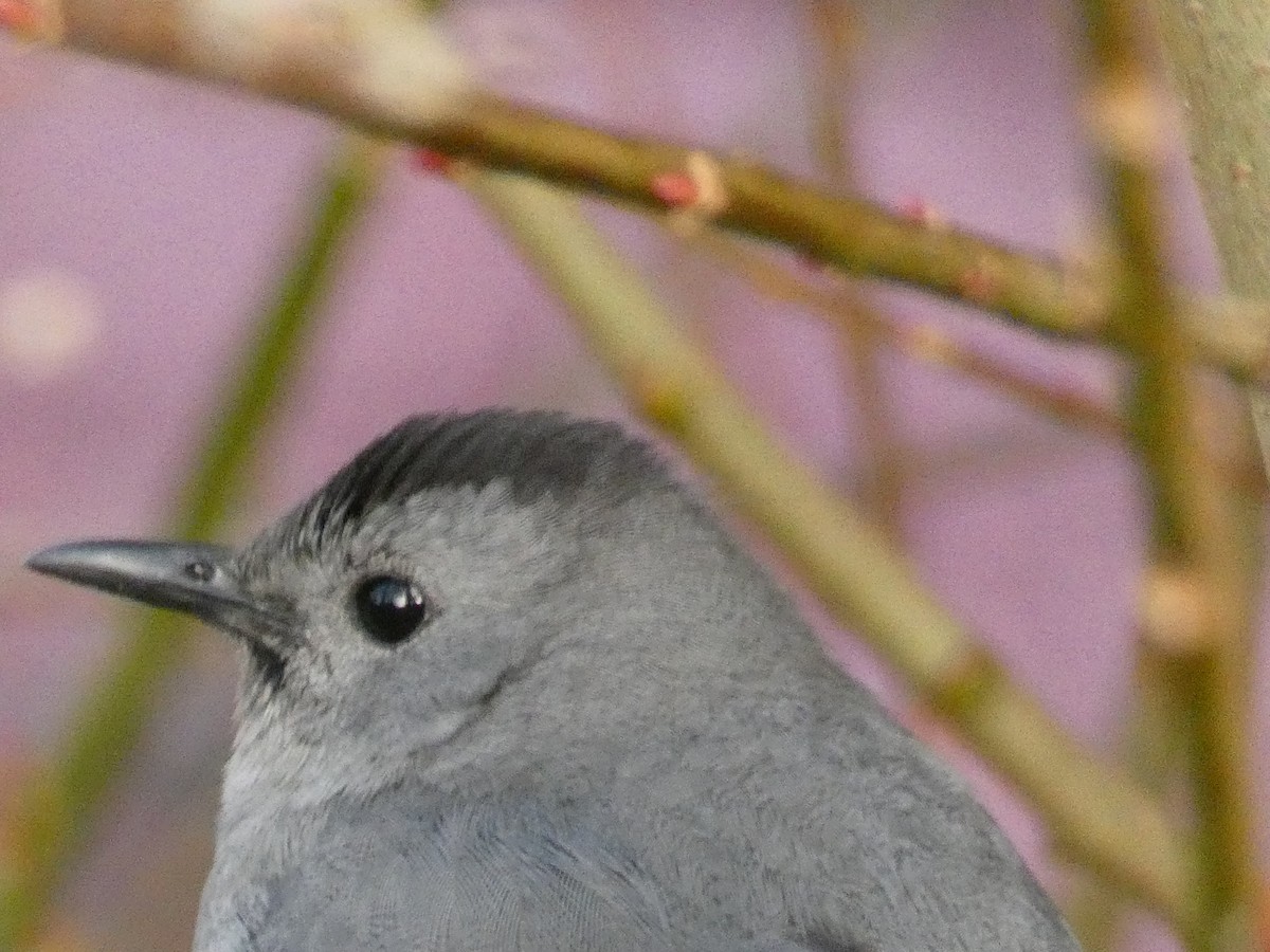 Gray Catbird - ML516133871