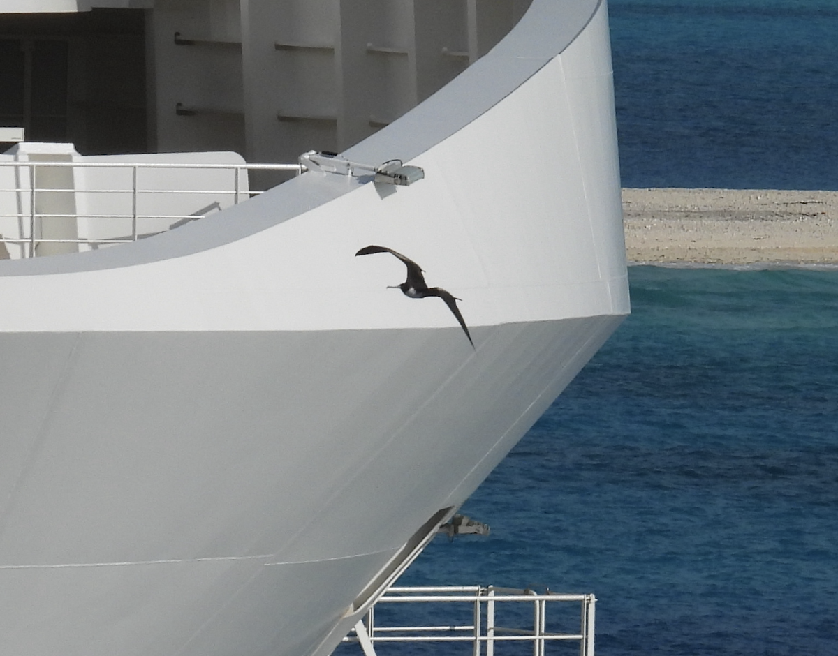 Magnificent Frigatebird - ML516133951