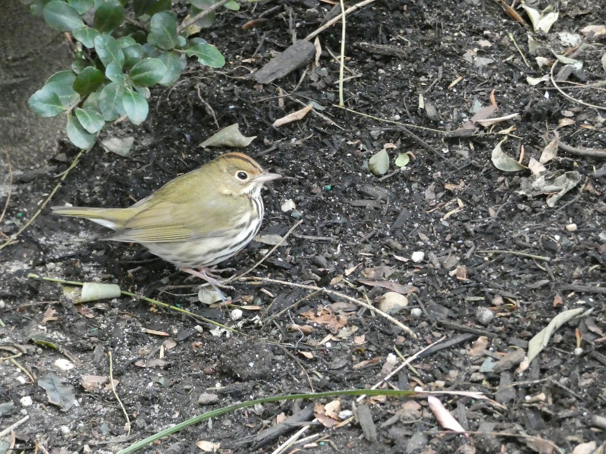 Ovenbird - ML516133981
