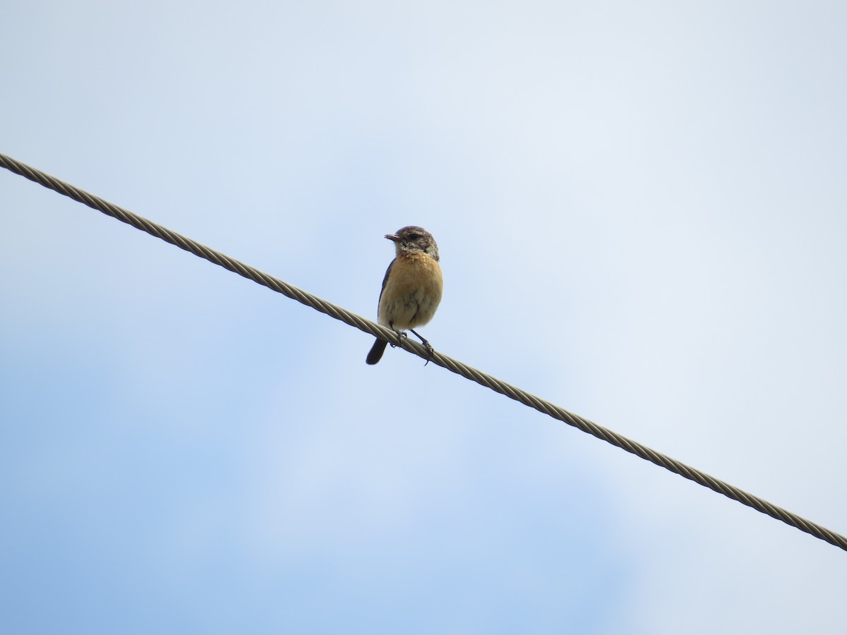 African Stonechat - sheryl mcnair