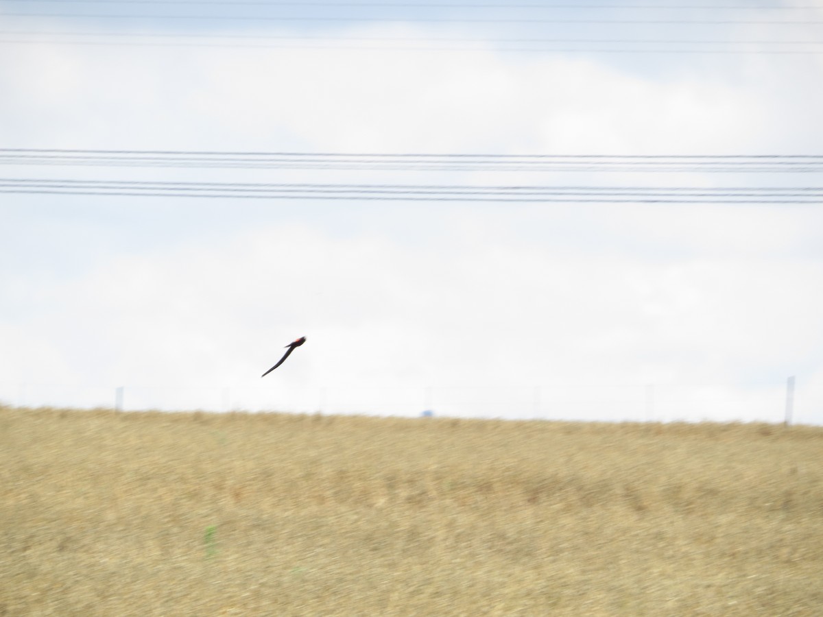 Long-tailed Widowbird - ML516134181