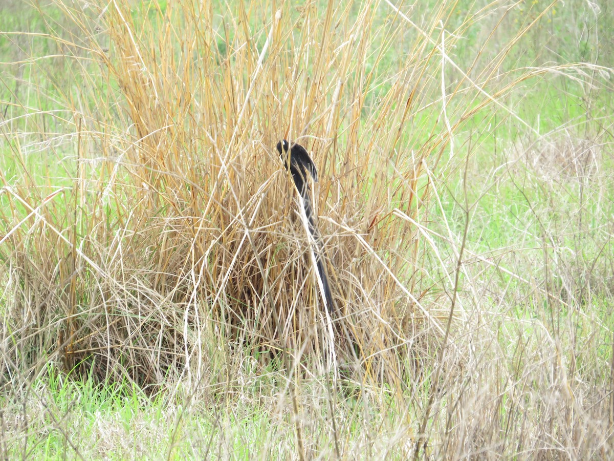 Long-tailed Widowbird - ML516134191