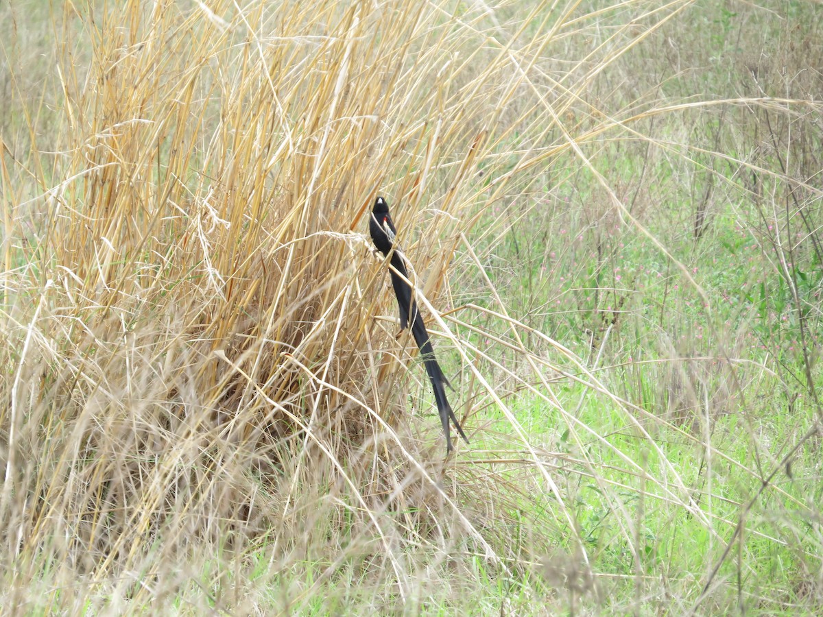 Long-tailed Widowbird - ML516134241