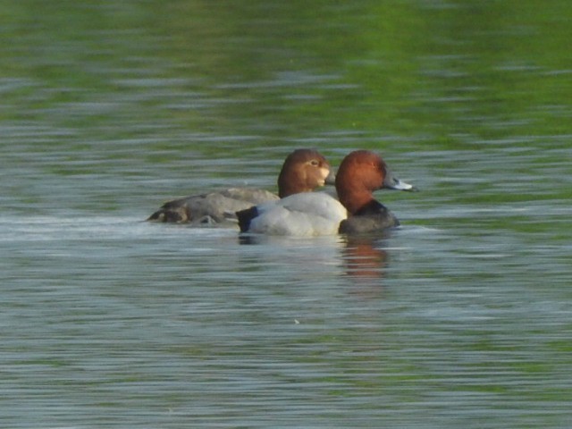 Улаан хүзүүт шумбуур - ML516134671