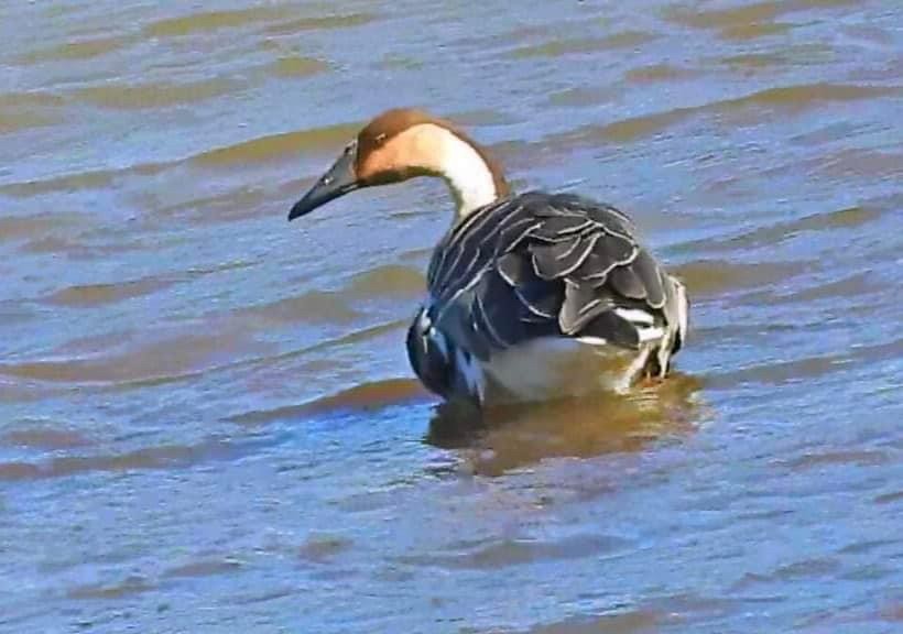 Хошуу галуу - ML516135151