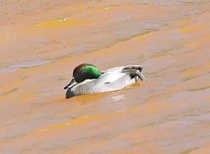 Гэзэгт нугас - ML516135751