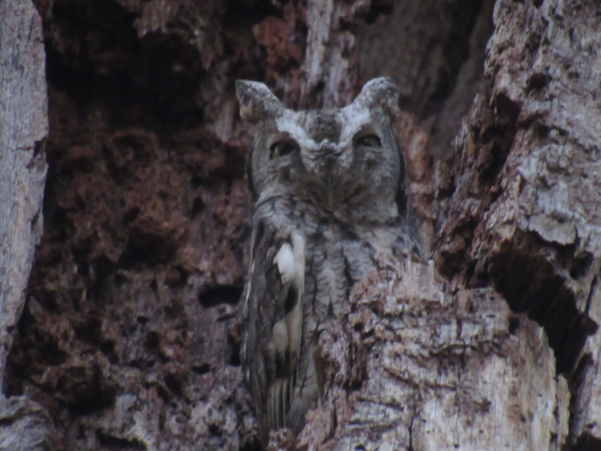 Eastern Screech-Owl - ML516136331