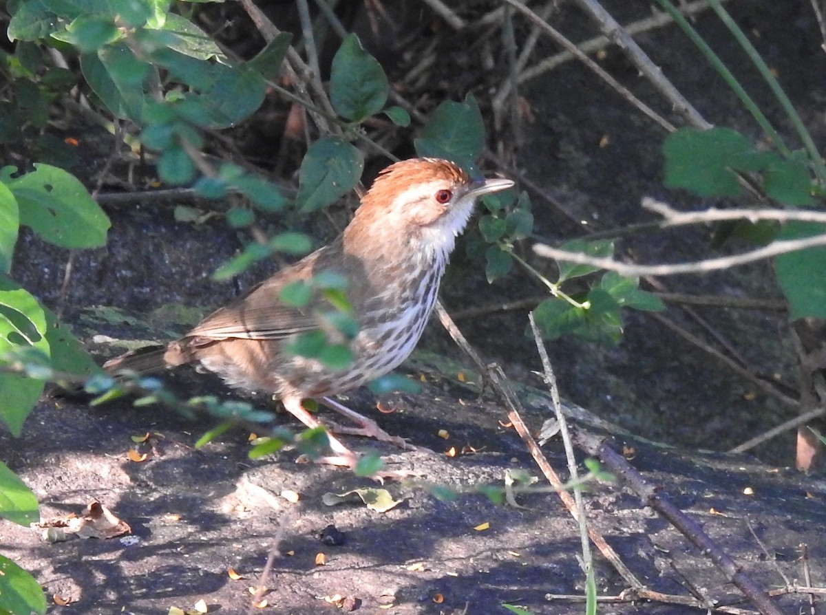 Puff-throated Babbler - G Parameswaran