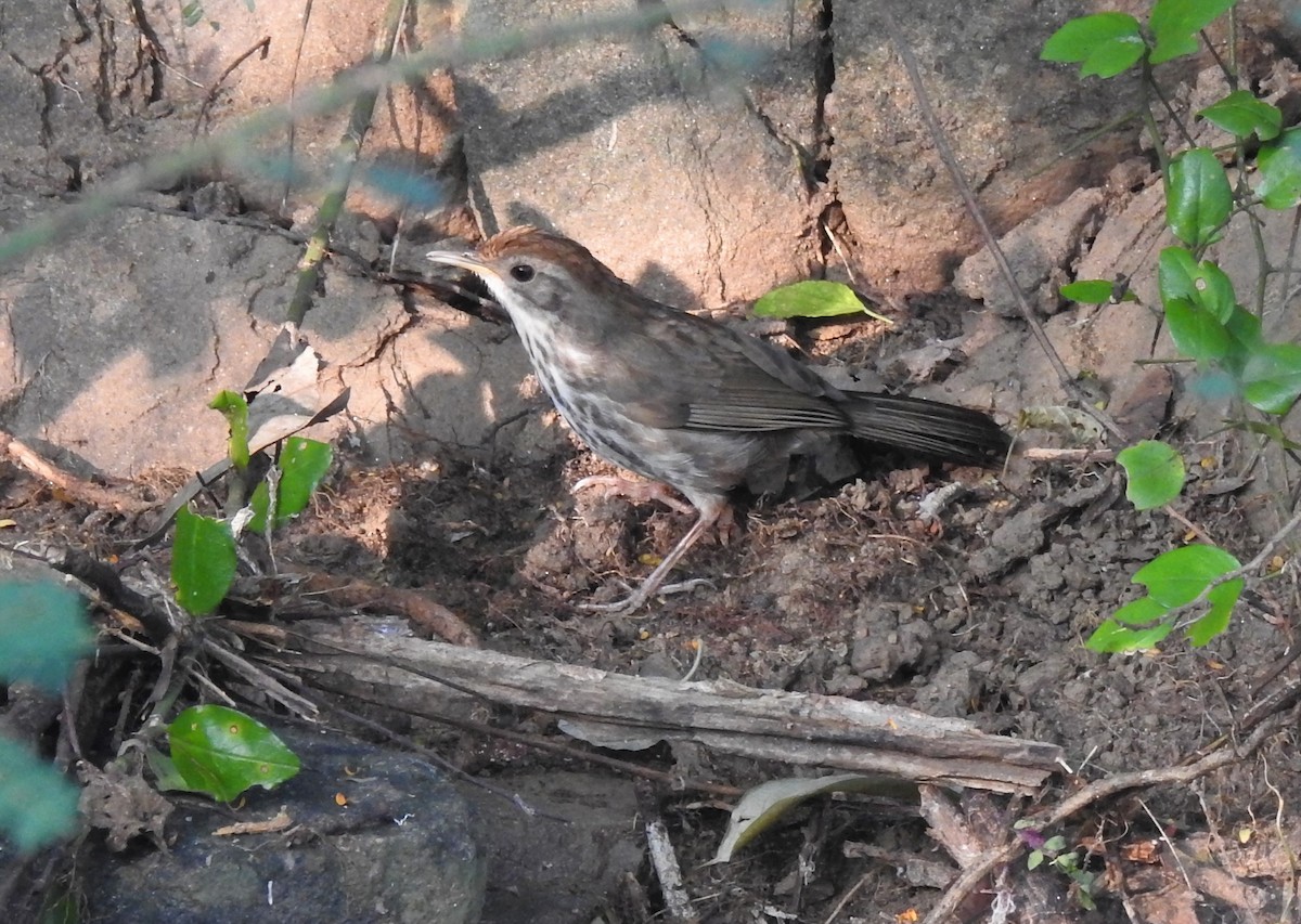 Puff-throated Babbler - G Parameswaran