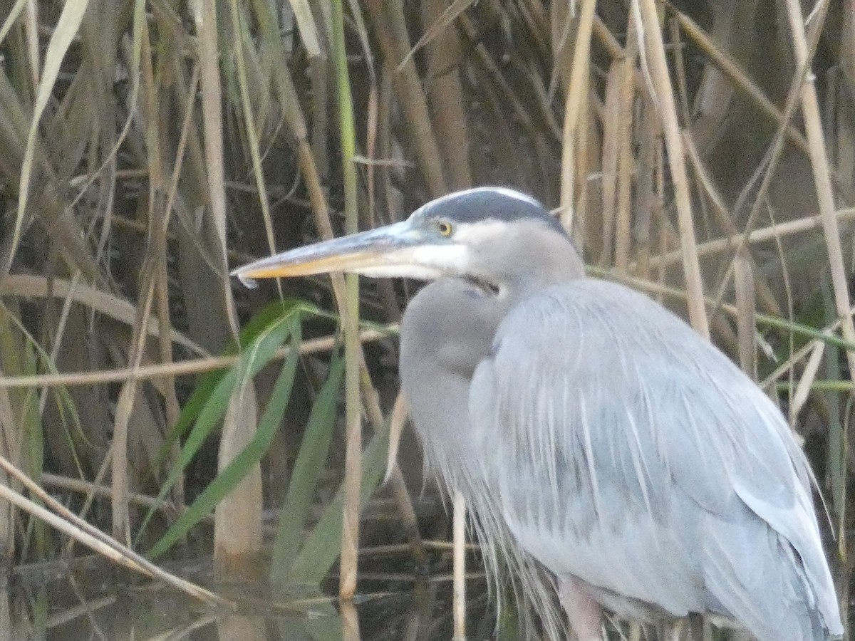 Great Blue Heron - ML516138181