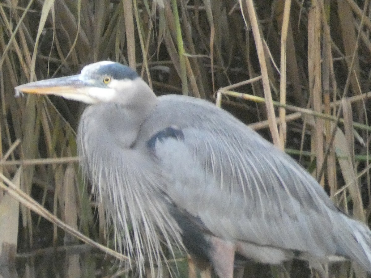 Great Blue Heron - ML516138201