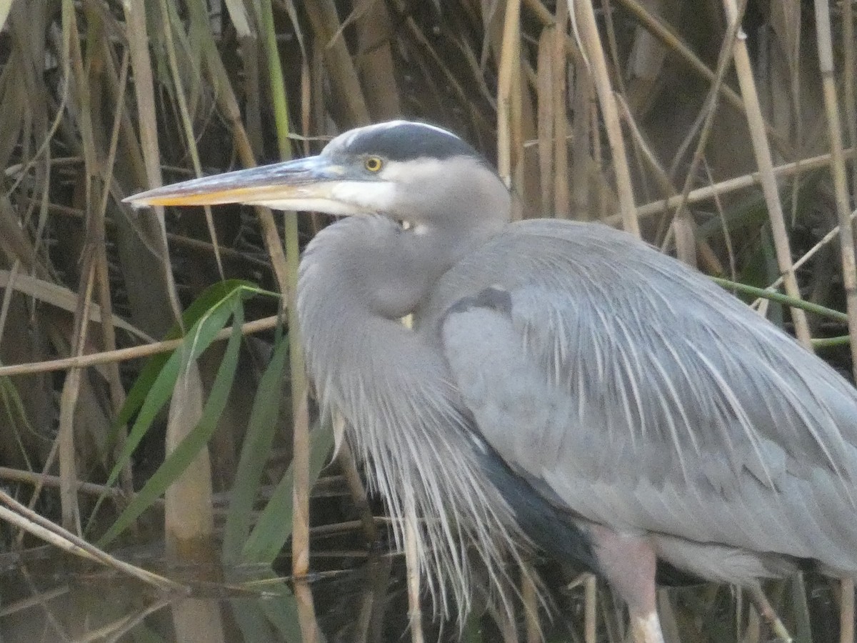 Great Blue Heron - ML516138211