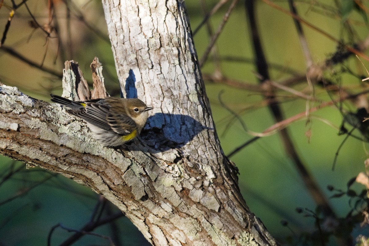 Yellow-rumped Warbler - ML516138521