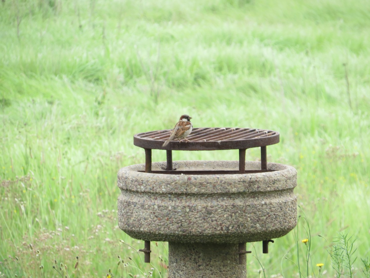 Cape Sparrow - sheryl mcnair