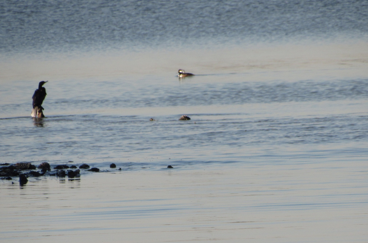 Hooded Merganser - ML516139641