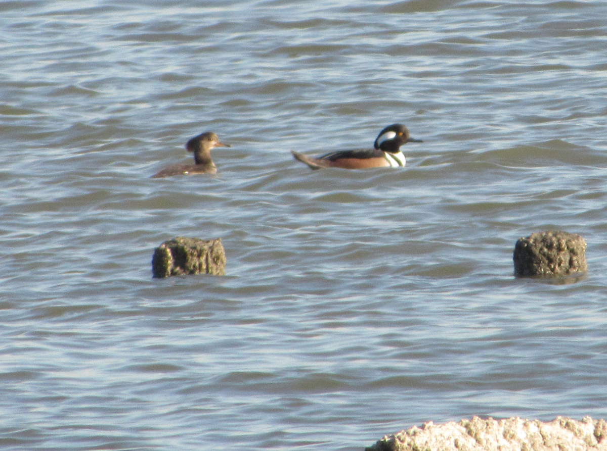 Hooded Merganser - ML516139661