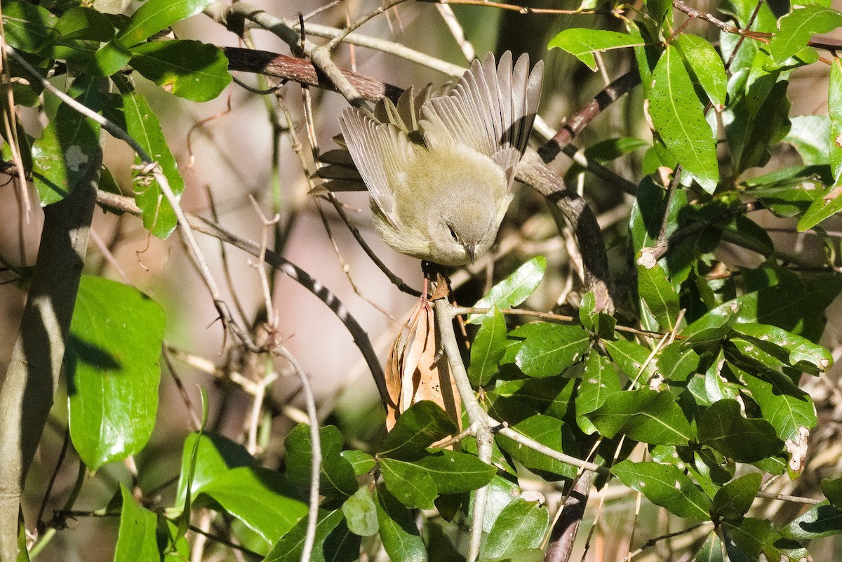 Yellow-rumped Warbler - ML516140101