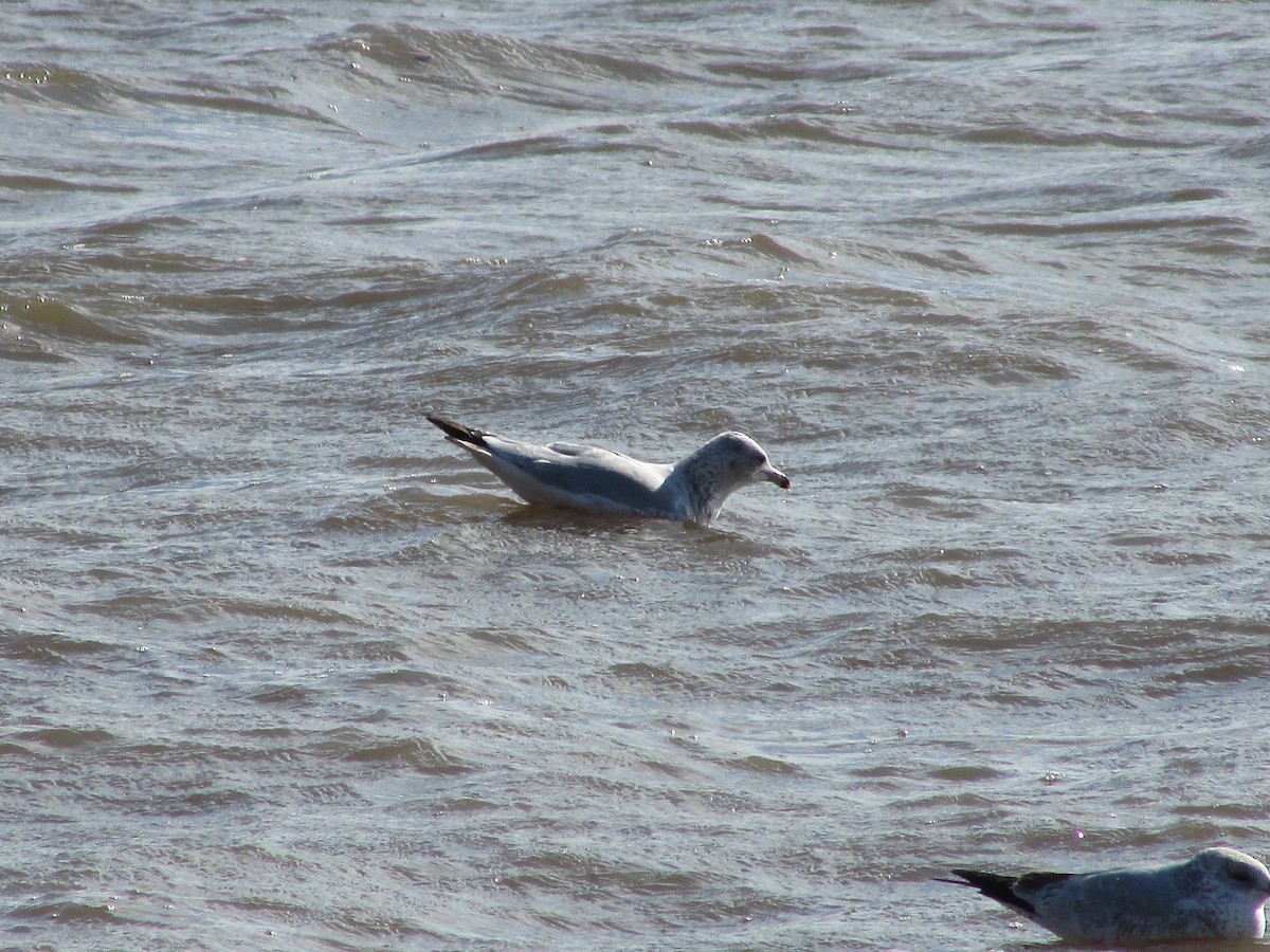 Ring-billed Gull - ML516142521