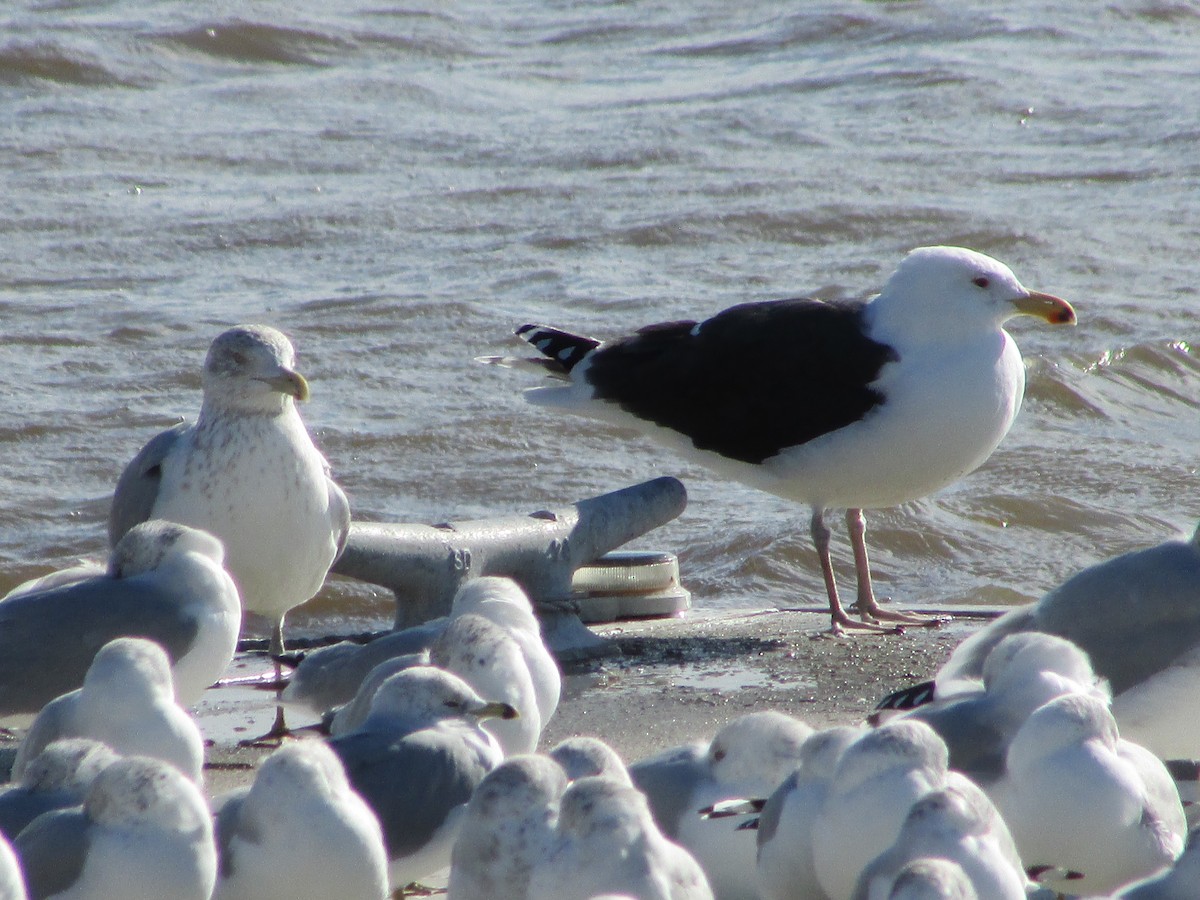 Great Black-backed Gull - ML516142541