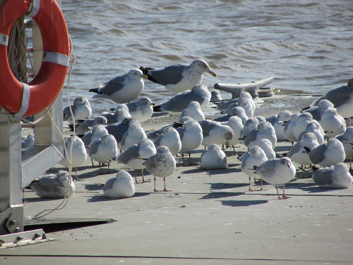 Herring Gull - ML516143161