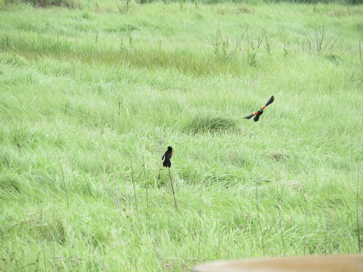 Fan-tailed Widowbird - sheryl mcnair