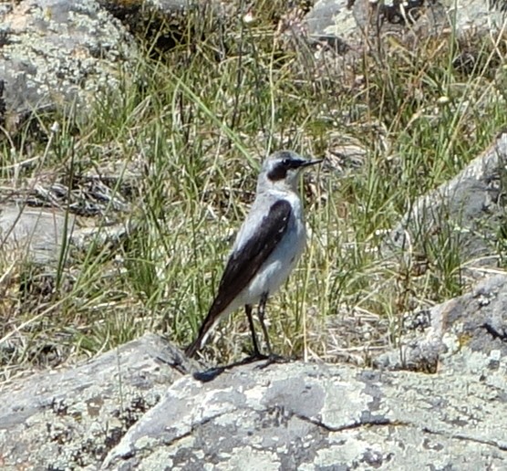 Northern Wheatear - ML516144631