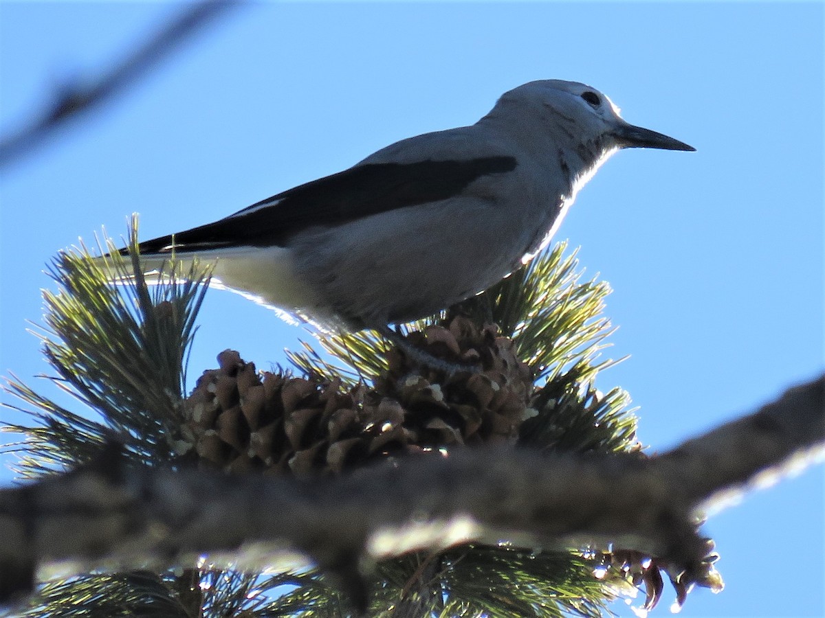 Clark's Nutcracker - ML516144671