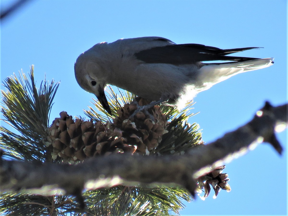 Clark's Nutcracker - ML516144681