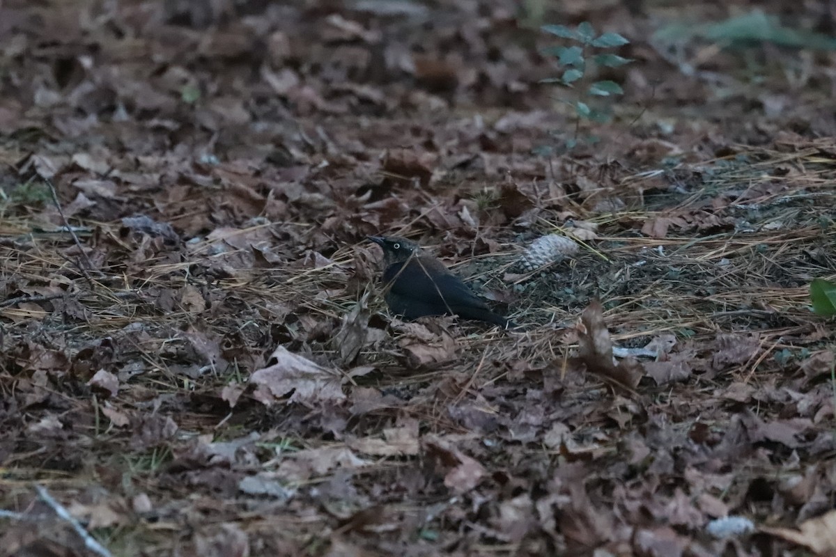 Rusty Blackbird - ML516144701