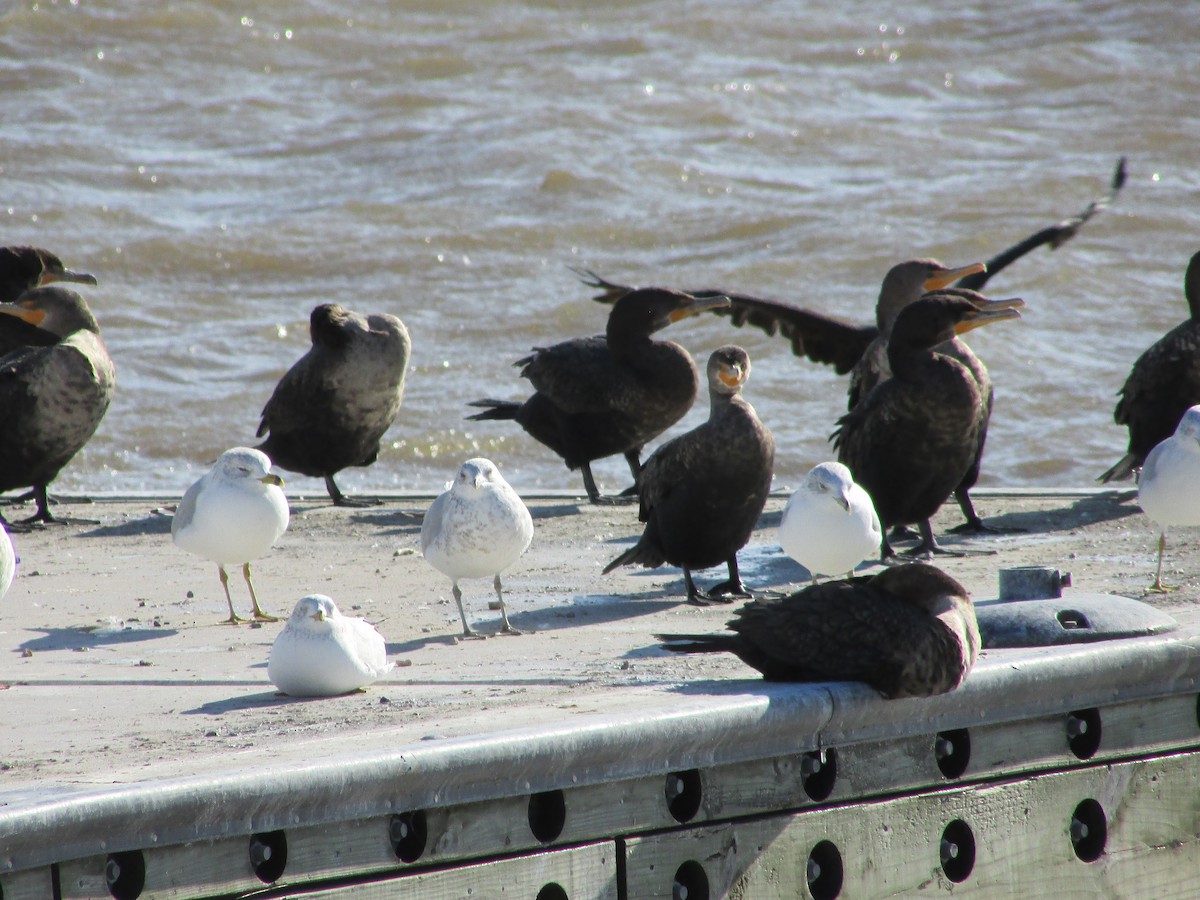 Double-crested Cormorant - ML516145851