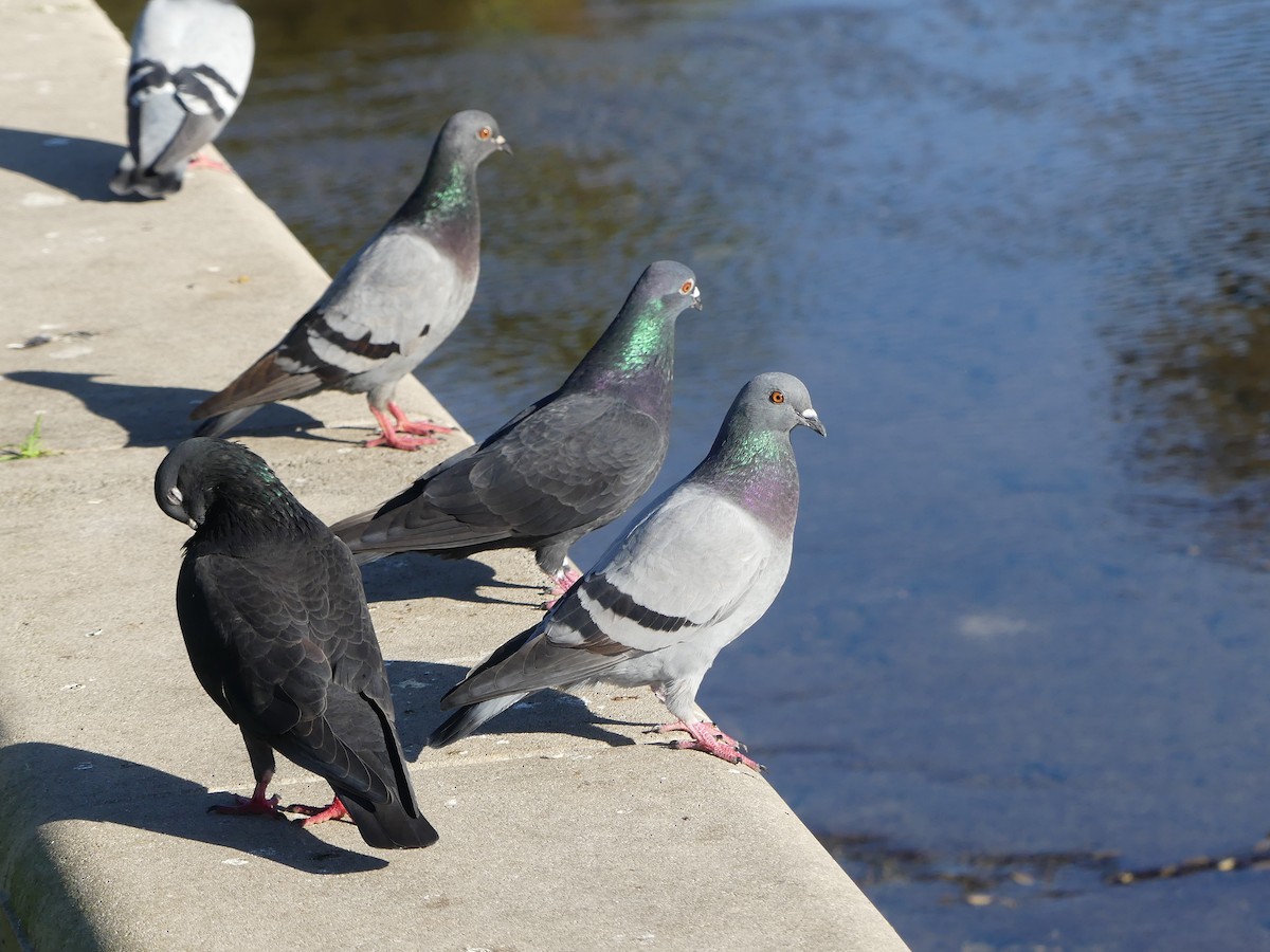 Rock Pigeon (Feral Pigeon) - ML516147391