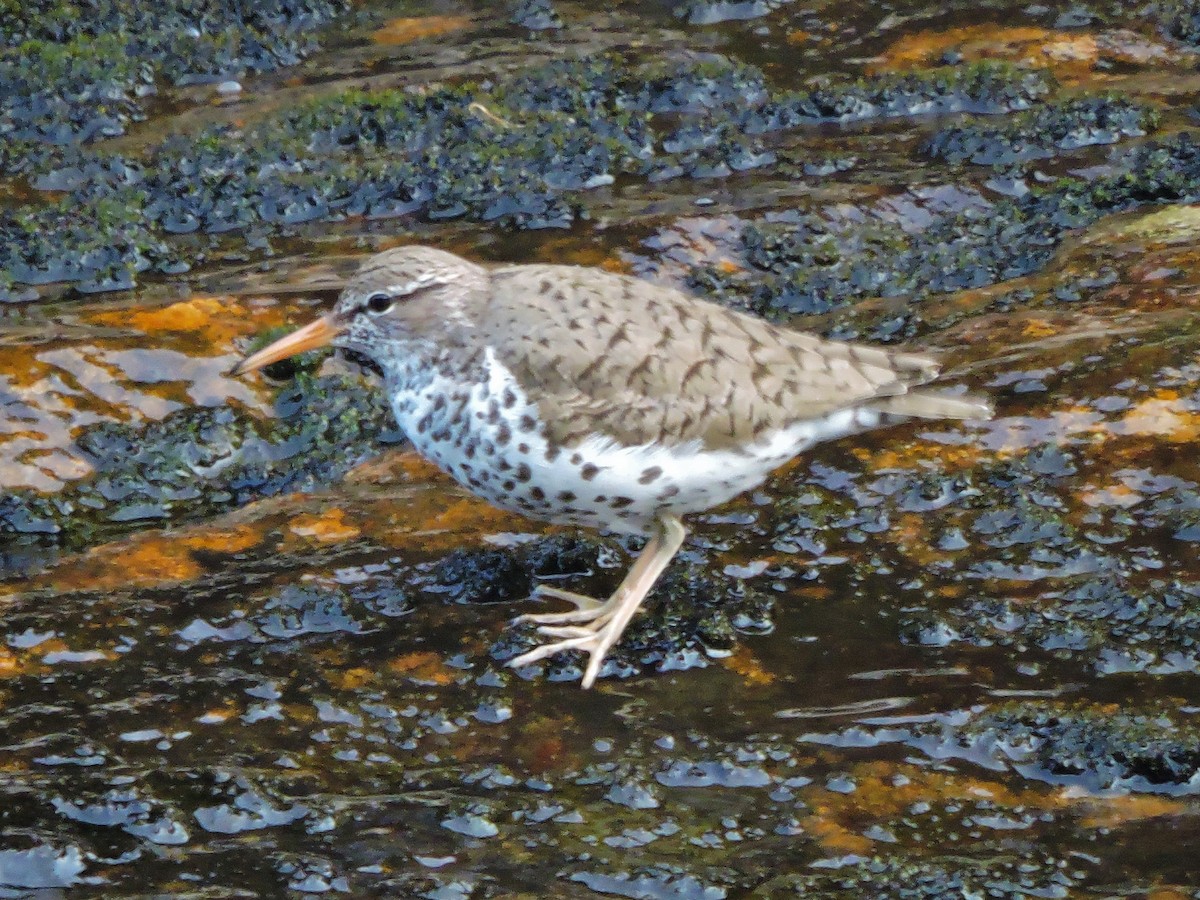 Spotted Sandpiper - ML516149231