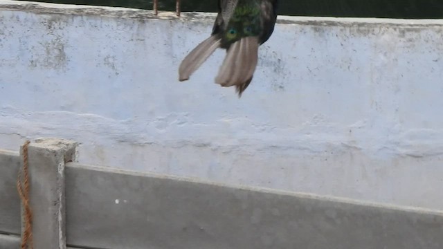 Indian Peafowl - ML516150331