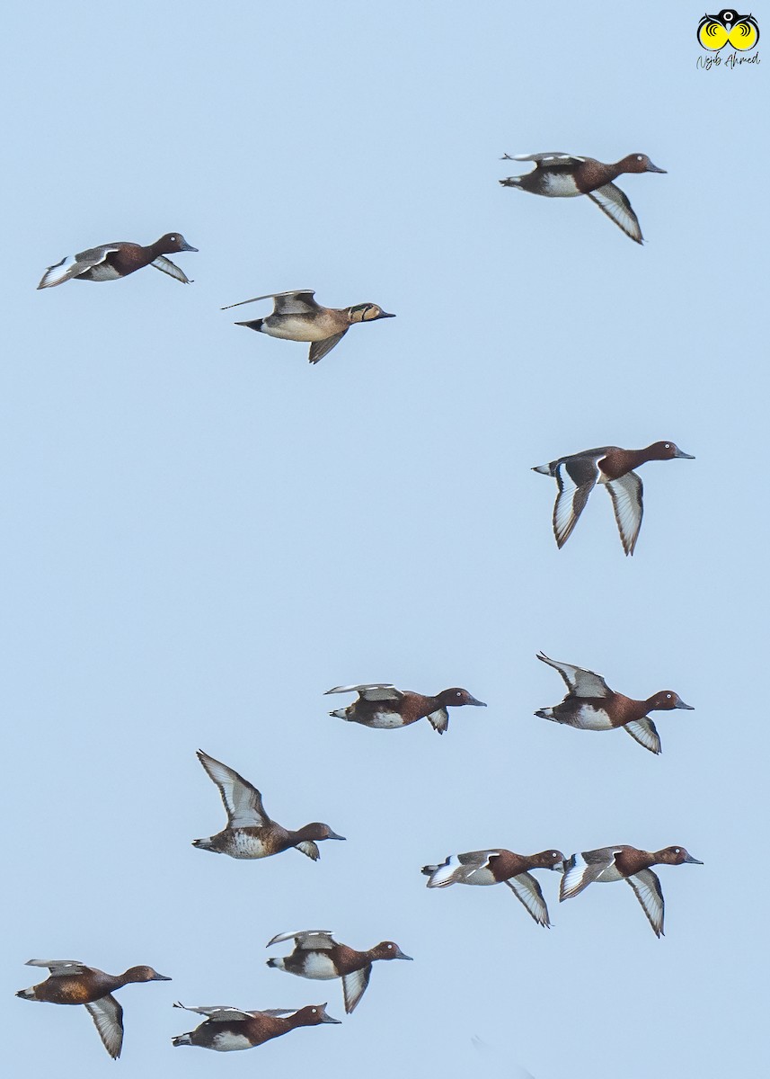 Baikal Teal - NEJIB AHMED