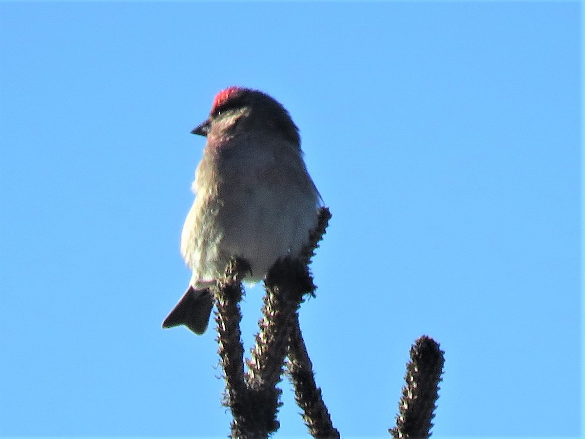 Cassin's Finch - ML516150561