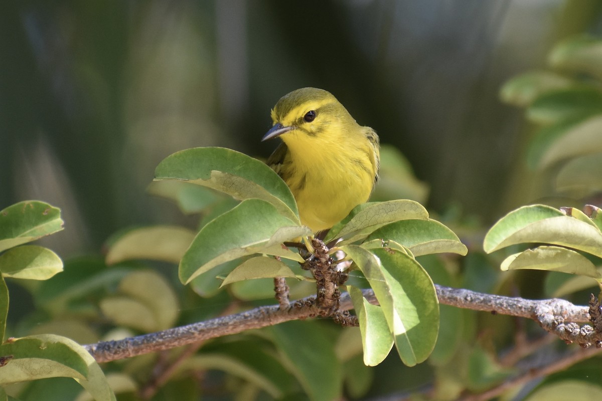 Vitelline Warbler - Terry Bohling