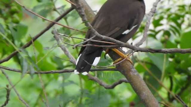 Common Myna - ML516150941