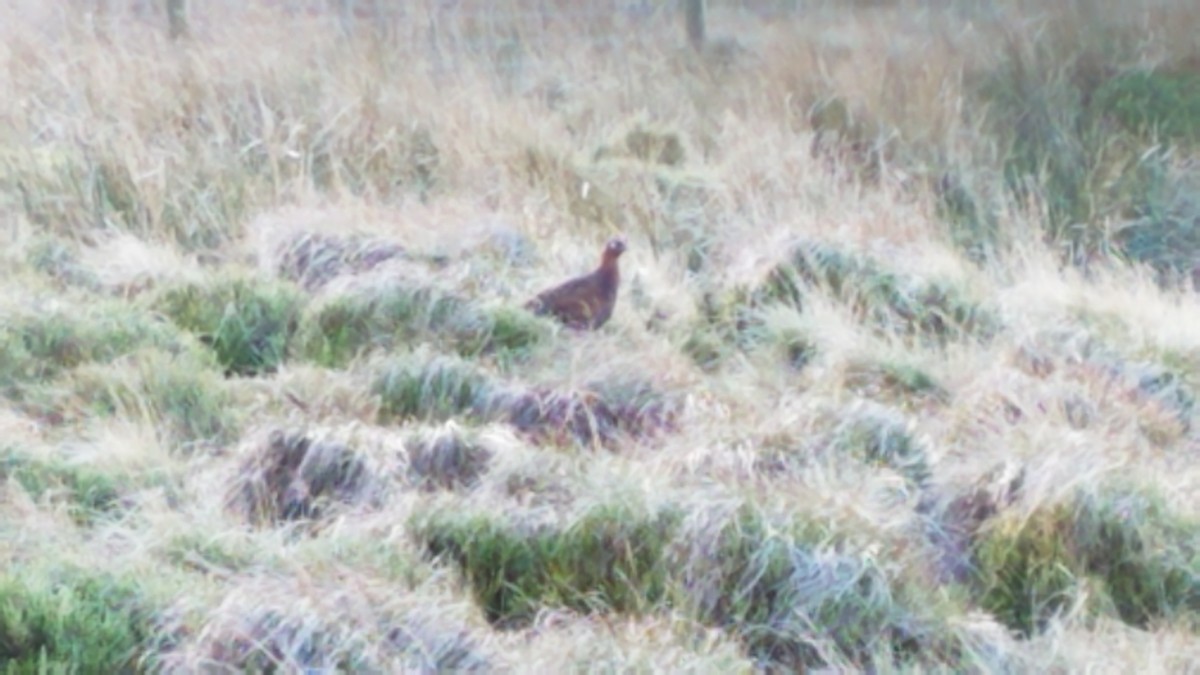 Willow Ptarmigan (Red Grouse) - ML516151101