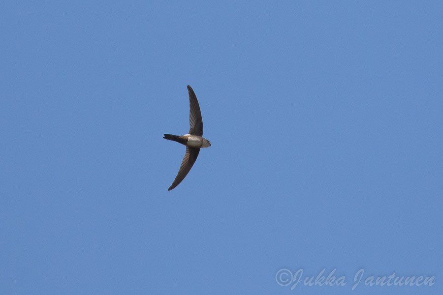 Antillean Palm Swift - ML51615181