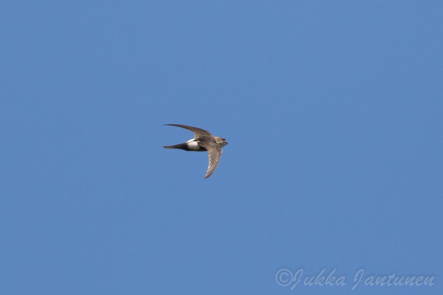 Antillean Palm Swift - ML51615191