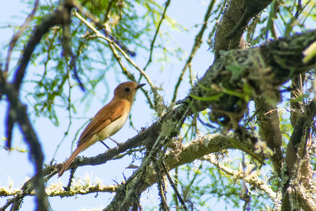 Rufous Casiornis - Leandro Bareiro Guiñazú