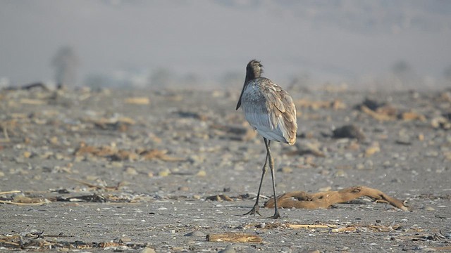 Jabiru - ML516152141