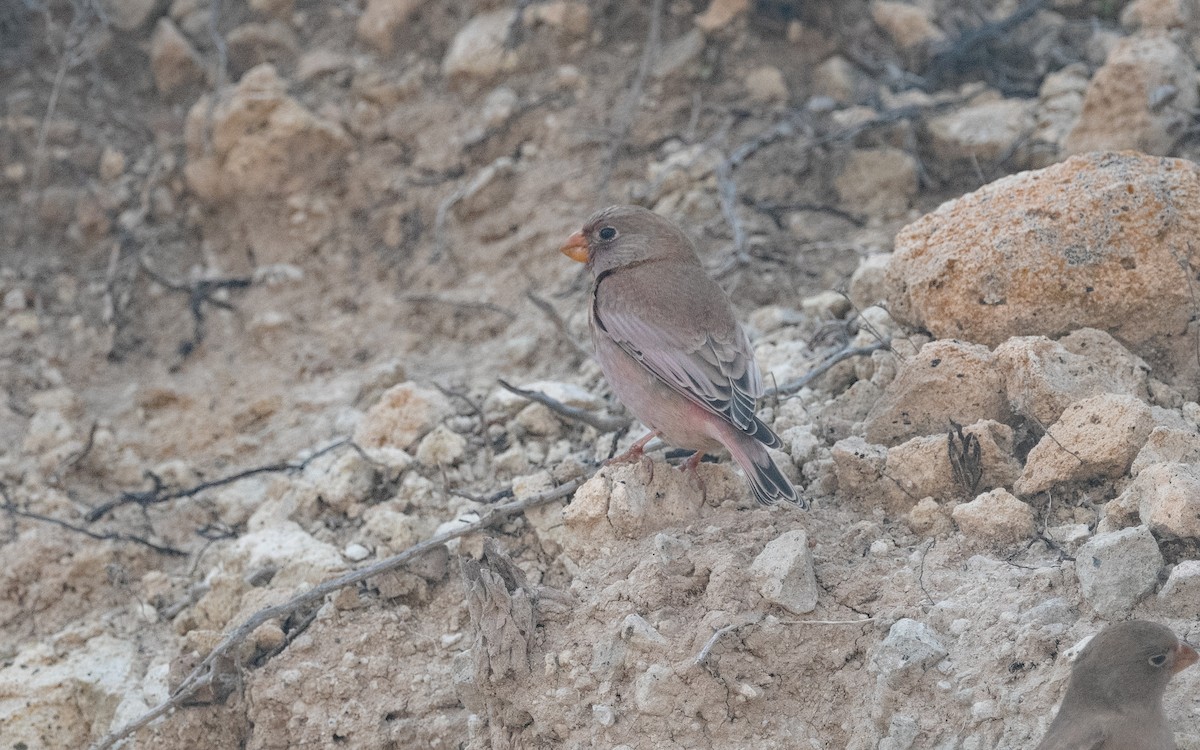 Trumpeter Finch - ML516152211
