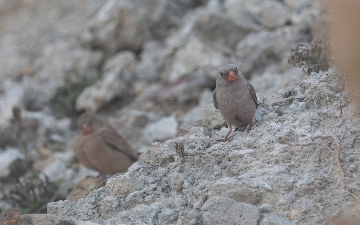 Trumpeter Finch - ML516152221