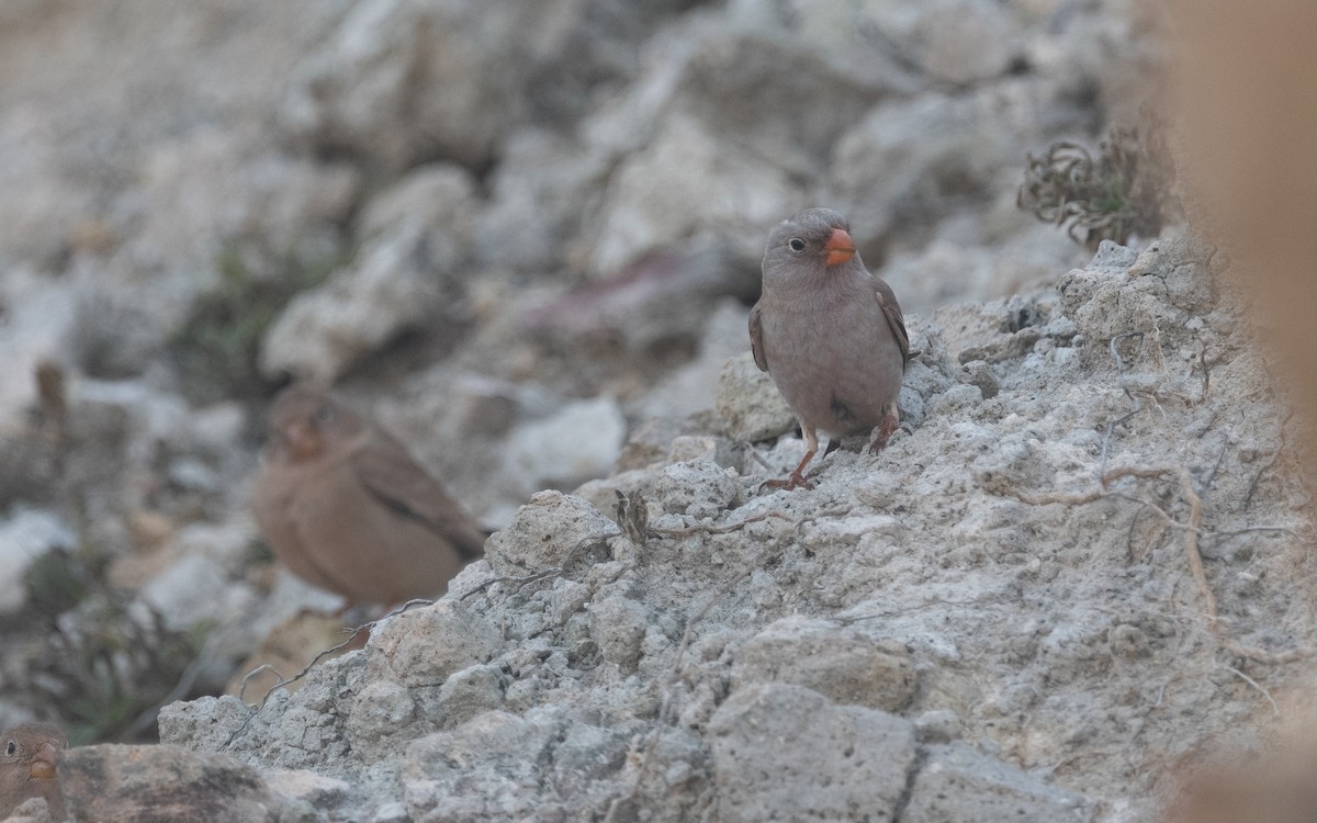 Trumpeter Finch - ML516152251