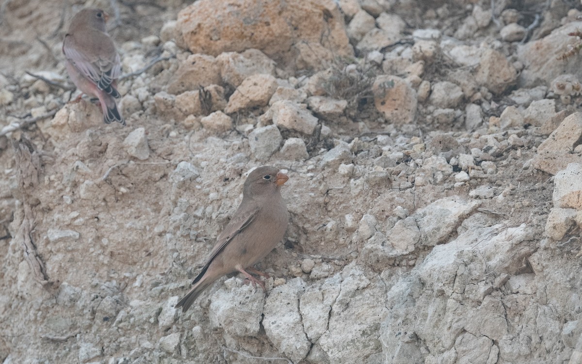Trumpeter Finch - ML516152261