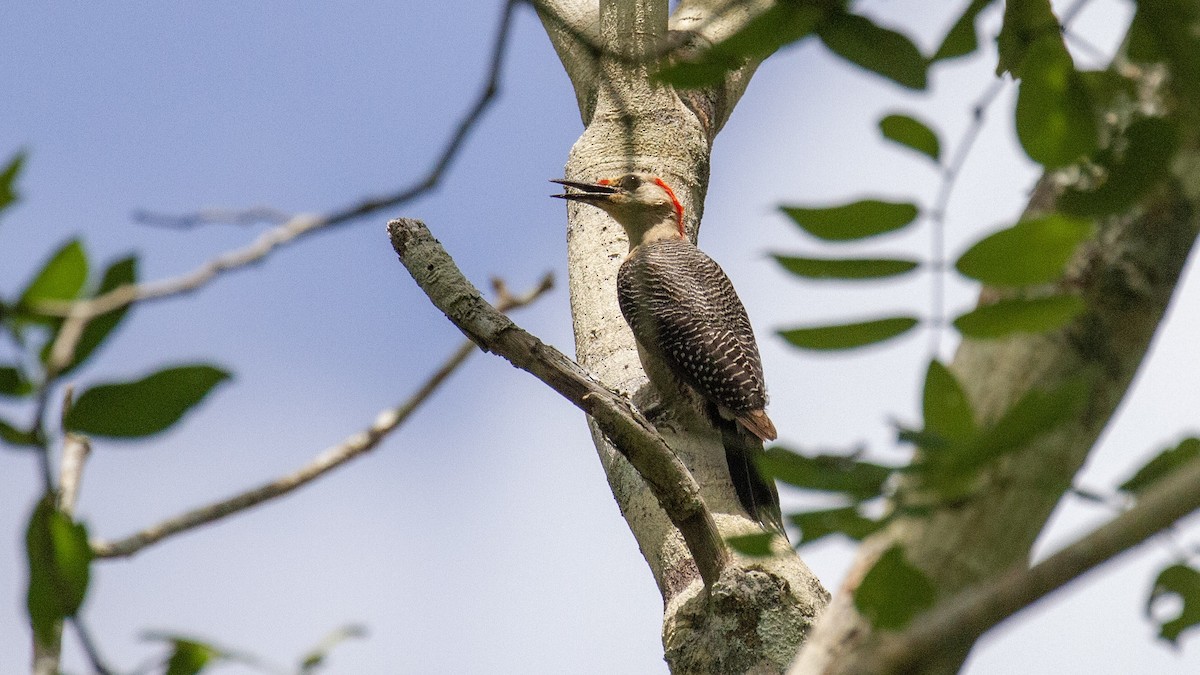 Golden-fronted Woodpecker (Velasquez's) - ML516152531